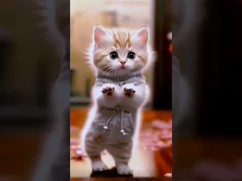 Achach Dance Cute Cat Funny Dance Shorts Youtubeshorts Funny Cat