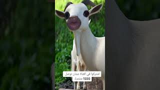 الماعز وهو بيقول اسم دودو ???‍♂️ |Momen wael
