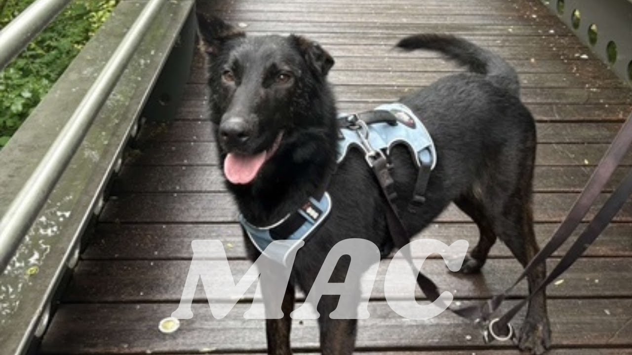 L'Histoire de Mac, le croisé malinois