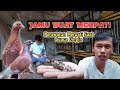 Ngasih Jamu dan Makan Merpati Sore Hari