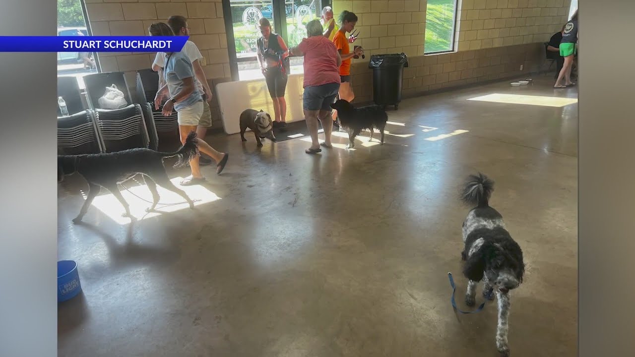 70 dogs rescued after fire at dog daycare - YouTube