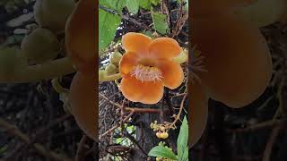 Different Flowers nature Lover gardening plants forest bee garden flowers Life capture