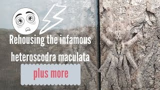 Heteroscodra maculata *plus* 🕷REHOUSE🕷 @TarantulaswithShanti