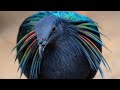 Гривистый голубь | Зоопарк Кирьят Моцкин