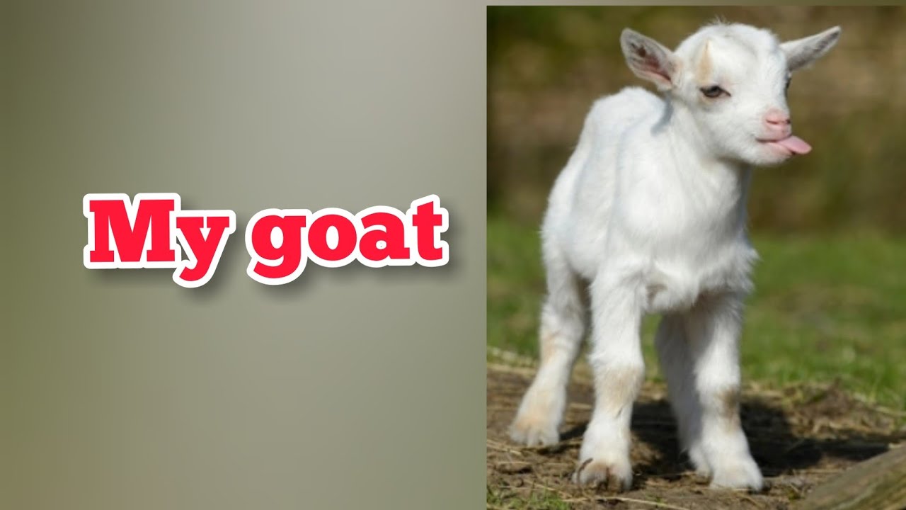 my favourite animal goat essay in english