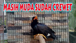 burung beo gacor