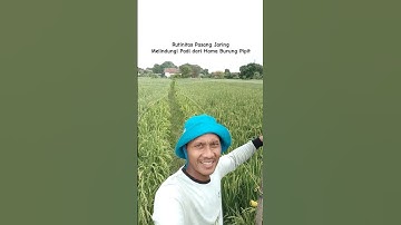 Rutinitas Pasang Jaring, Melindungi Padi dari Hama Burung Pipit #petanimillenial #sawah