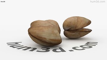 Clam 3D model by 3DModels.org