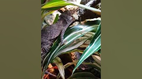 False Chameleon - Anolis barbatus eating Albino Land Snails!