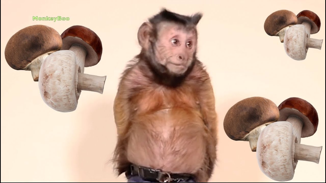 Monkey Mushroom Reaction Compilation