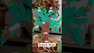 Parts of tree | Tree study | Science Project |Preschool tree science activity | Parts of plant model