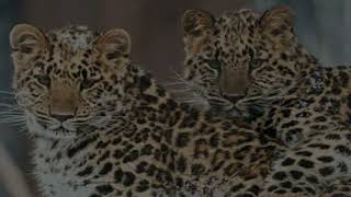 Amur leopard Cute pictures compilation