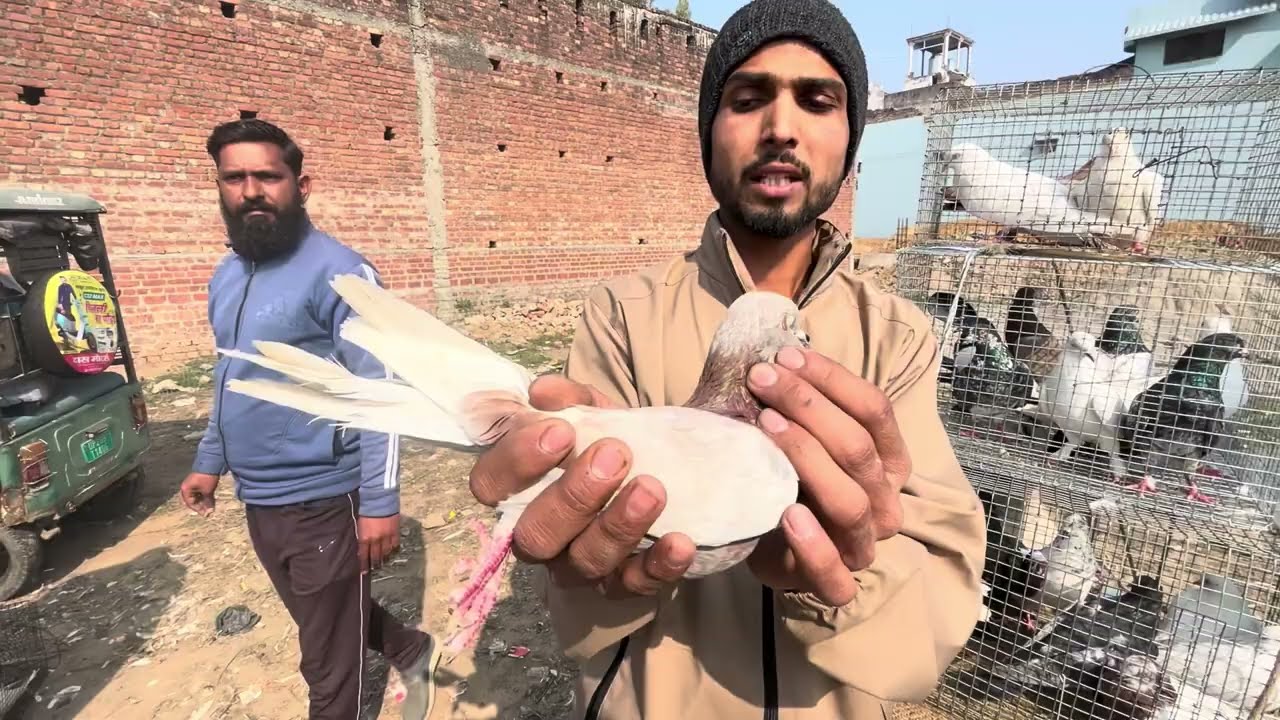 Kiratpur # kabutar # 🕊️# Bazaar # ke kuch # behtreen # kabutar # Uttar Pradesh # Jilla bijnor ￼￼