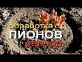 ГОТОВИМ ПИОНЫ К ОБИЛЬНОМУ ЦВЕТЕНИЮ! Советы от ЗЕЛЕНОГО ОГОРОДА!