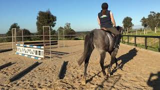 Aussie - flat work