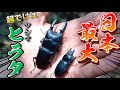 【怪物】10分で「でっけぇ」ヒラタクワガタを採集する動画in対馬 ツシマヒラタクワガタ採集