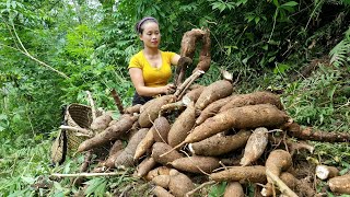 Harvest cassava gardens and bring them to the market to sell - cooking at home - Lý Thị Sai
