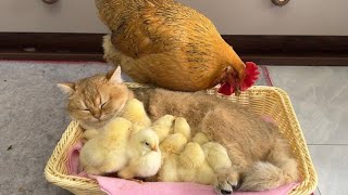 FUNNY CHICKEN I ULTIMATE FUNNY CHICKEN COMPILATION (HD)  I ANIMAL LOVERS by Animal Planet ZONE 13 views 2 years ago 5 minutes, 31 seconds