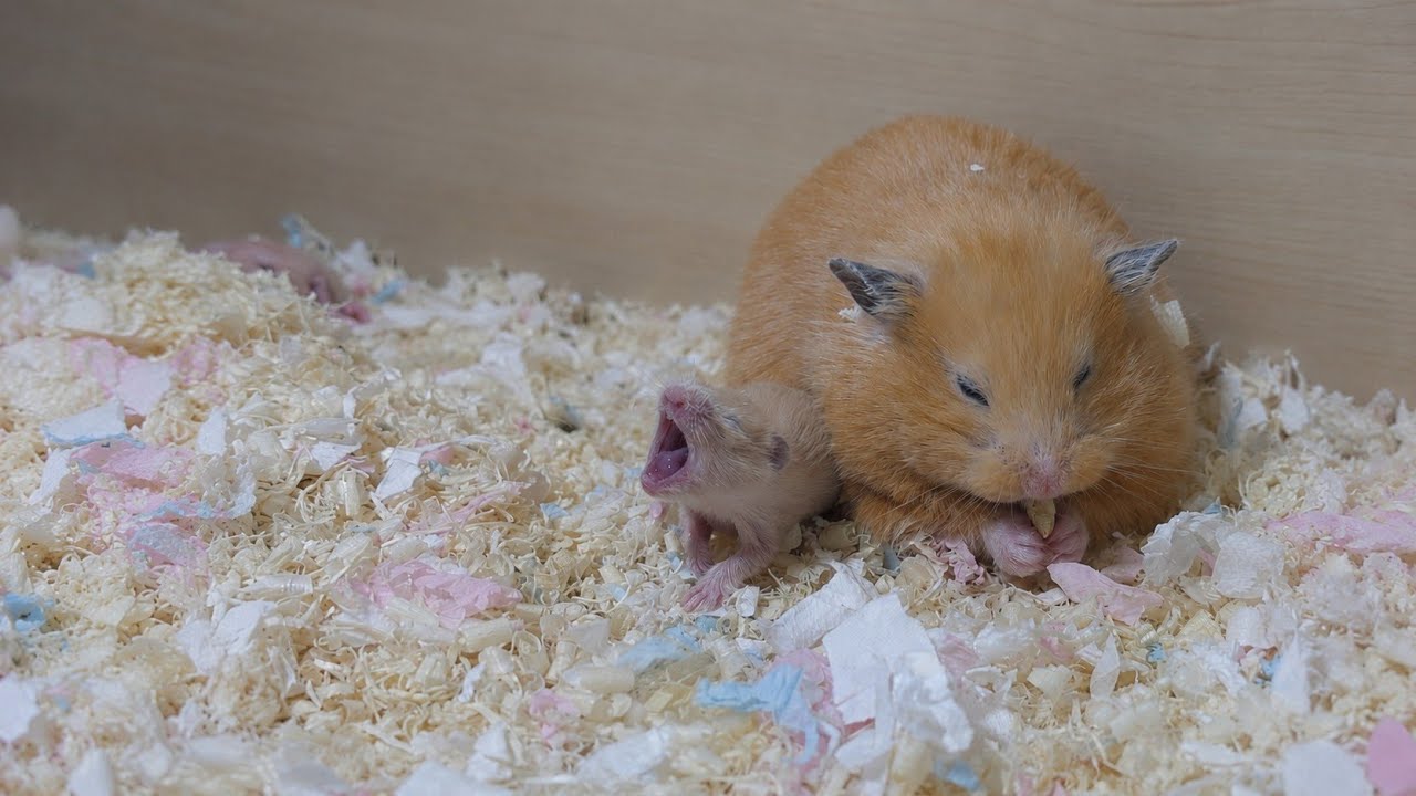 Hamster Development: From Mating to 30 Days Old