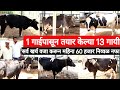 1 गाईपासून तयार केल्या 13 गायी, एच एफ गायपालन यशोगाथा,महिना 60 हजार रुपये उत्पन्न HF Cow farming