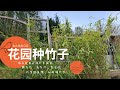 瑞士花园里竹子品种选择 如何庭院种植竹子 竹子种植注意事项 瑞士花园里竹子品种选择 如何庭院种植竹子 竹子种植注意事项
