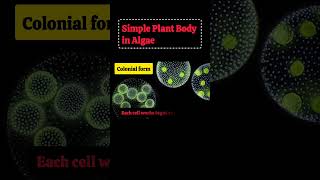 Simple Plant Body in Algae | Botany Notes | Learning with Suji. #Botany #Algae