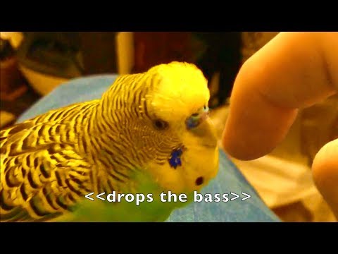 talking-parakeet-(budgie)-talks-nonstop!!-[captioned]