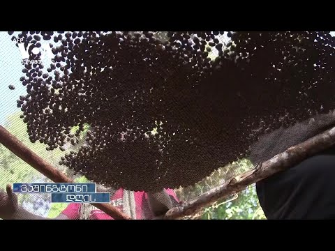 კლიმატის ცვლილება ყავასაც ემუქრება