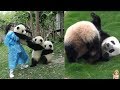 Vídeos De Pandas Para Morir De Risa Y Ternura ( SEGUNDA PARTE )