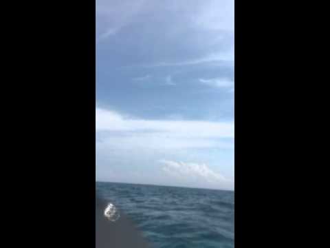 Great white on Alligator Reef. FL Keys