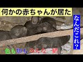 小屋で産まれた動物！猫かと思ったら違った！Wild animal baby. I thought it was a cat, but it was different