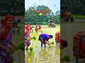 dhan ki ropai #nature #sakshidhoni #flowers #viralvideo #shortsfeed #rose #trending #viralpics