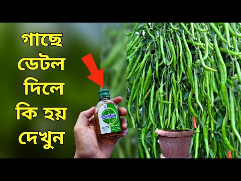 ভিডিও: কখন আপনি তিমির জন্য স্প্রে করা উচিত?