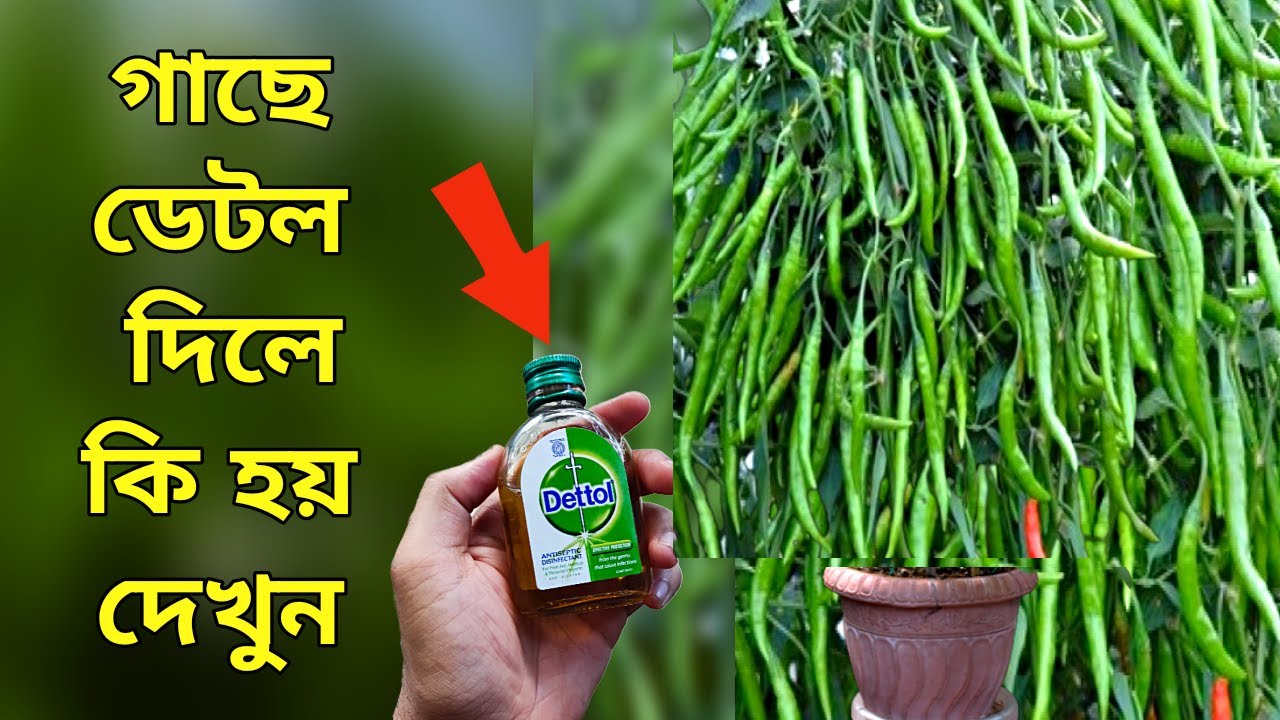 গাছে ডেটল দিলে কি হয় দেখুন - Unknown Uses of dettol - গাছে ডেটলের ব্যবহার - গাছের পরিচর্যা