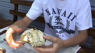 How to eat / pick Blue Crabs the RIGHT WAY!!!