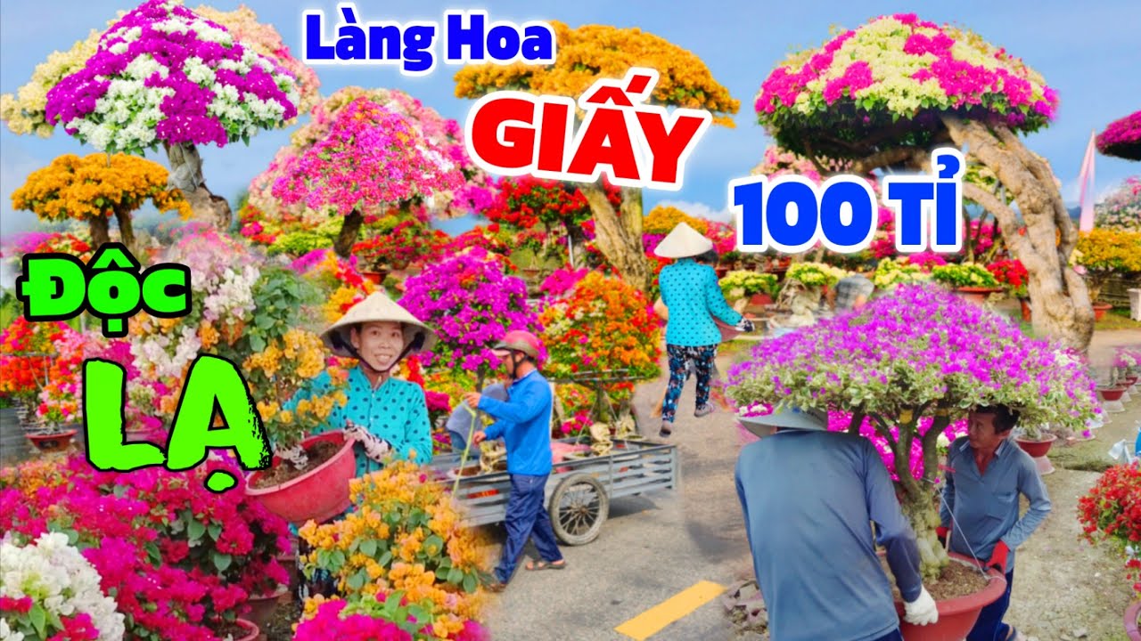 Rực SẮC làng hoa Giấy 100 TỈ Bến Tre Tết 2026/ Xôn XAO hoa Giấy siêu Rẻ 