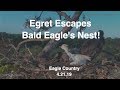 Eagle country bald eagles  egret escapes from eagles nest 42119