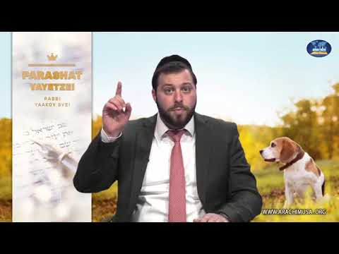 אתה פוחד מכלבים? "דקה באנגלית" עם הרב יעקב שוויי - פרשת ויצא Short and sweet With RABBI YAAKOV SVEI