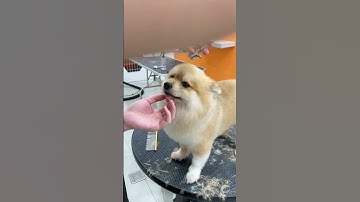 Bé chó Bom tròn múp sau khi cắt tỉa lông tại VuiPet | Spa cùng VuiPet