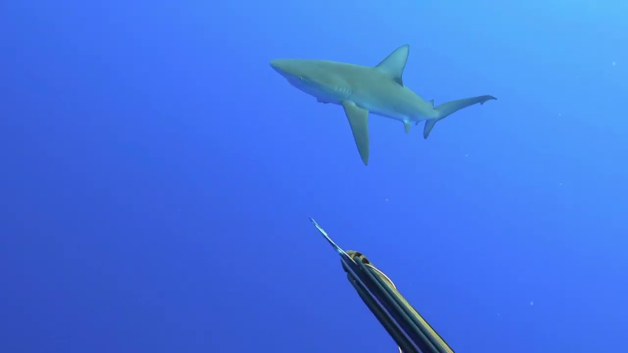 Spearfishing Dog Tooth Tuna | French Polynesia & Hawaii