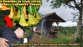 Experiment Mukbang Bunga Terompetjangan Ditiru Bila Tidak Mau Seperti Ini..?