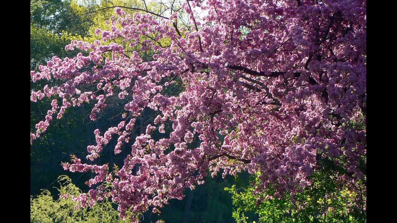 Lakeside Park Flowering Crabapple Blossom Springtime Kitchener