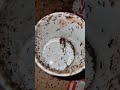 Semut vs Semut — Pertarungan Epik demi Bertahan Hidup!  #ytshorts #shorts #hutan #semut #alam  #ants