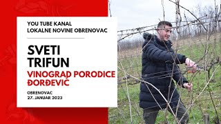 SVETI TRIFUN - Vinograd porodice Đorđević , Mislođin