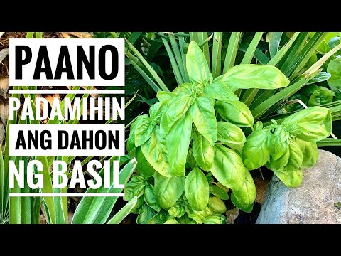 Paano Padamihin Ang Dahon Ng Basil / That’s Ate Ems / Buhay Amerika