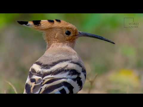 Hoopoe | The