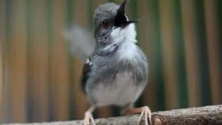 Burung Ciblek kapas ngbren masteran dan pancing