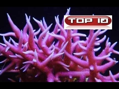 Top 10 coralli più diffusi nell'acquario marino tropicale.