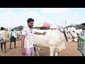 Pebbair market biggest bulls market and sheeps #youtube #viralvideo #youtubevideos