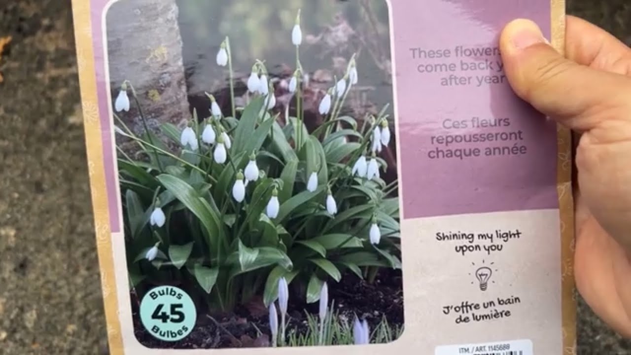 秋季种球根：雪滴花 snowdrops - 开花早，适应力强，能自播，不泛滥